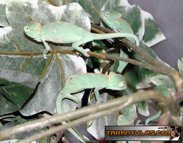 baby VEILED chams FOR SALE